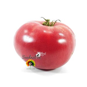 Op de afbeelding: Een rijpe, rode tomaat met een groene steel, tegen een witte achtergrond. De tomaat heeft een glad, glanzend oppervlak. De afbeelding bevat de tekst "Seednative" en een kleurrijk logo.