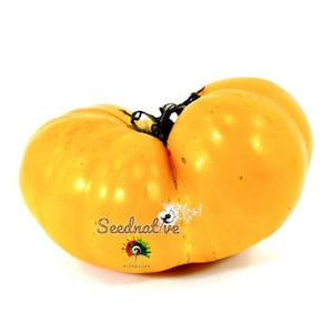Può includere: Un pomodoro giallo maturo dalla forma leggermente irregolare, forse antico. Il pomodoro ha la buccia liscia ed è posto su uno sfondo bianco. L'immagine include il testo "Seednative".