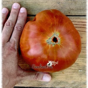Puede incluir: Un tomate grande, maduro, de color rojo anaranjado con una forma irregular, junto a una mano para comparar el tamaño. El tomate tiene un agujero oscuro en el extremo de la flor y el texto "Seednative" es visible. Descansa sobre una superficie de madera.