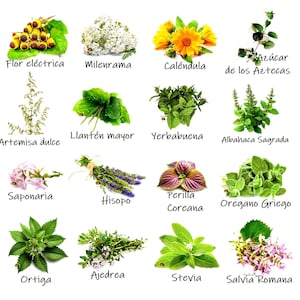 Pode incluir: Uma variedade de ervas e flores frescas, cada uma rotulada com seu nome em espanhol. A imagem apresenta calêndula amarela vibrante, hisopo roxo e yerbabuena verde, entre outros, em um fundo branco.