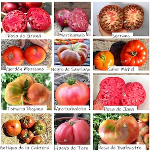 Op de afbeelding: Een collage van verschillende tomatenrassen, elk met hun naam. De tomaten variëren in kleur van rood tot oranje en bruin, sommige zijn opengesneden om hun binnenkant te laten zien. Namen zijn onder meer "Rosa de Graná", "Marchamalo" en "Serrano".