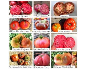 Antiguo de España - Semillas de Tomate tradicional Español, 12 Variedades