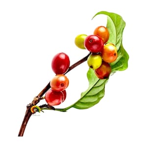 Könnte beinhalten: Nahaufnahme eines Kaffeepflanzenzweigs mit reifen Kaffeekirschen in verschiedenen Reifestadien. Die Kirschen reichen von grün bis rot und orange. Ein grünes Blatt ist ebenfalls sichtbar.