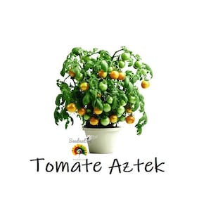 Puede incluir: Una planta de tomate en maceta con tomates verdes y naranjas. Las hojas son verdes. El texto "Tomate Aztek" está escrito en negro en la parte inferior de la imagen.