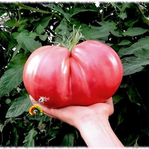 Op de afbeelding: Een grote, rijpe, roze tomaat met een geribbeld oppervlak. De tomaat wordt in een hand gehouden, met groene bladeren op de achtergrond. De tomaat lijkt een erfstukvariëteit te zijn en heeft een levendige roze tint.