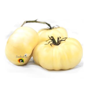 Peut inclure: Trois tomates ivoire avec des tiges vertes sur fond blanc. L'une des tomates porte un autocollant avec le texte "Seednative" et un logo coloré. Les tomates sont rondes et légèrement côtelées.