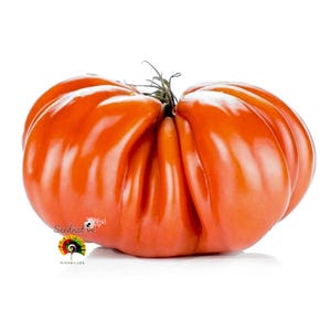 Può includere: Un grande pomodoro antico, maturo, di colore rosso-arancio intenso. Il pomodoro ha una consistenza a coste e una forma leggermente irregolare. L'immagine include il testo "Seednative" e un logo colorato.