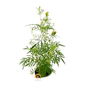 以下が含まれることがあります： 細い葉と小さな黄色のつぼみを持つ緑色の植物。白い背景に黒い鉢植えで配置されています。画像はクローズアップで、植物の質感と色を示しています。植物はマリーゴールドです。