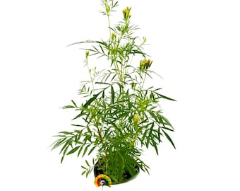Tagetes minuta - Huacatay - 500 seeds