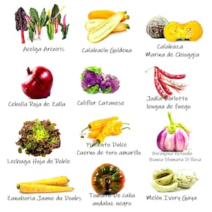 Op de afbeelding: Een verzameling verse, kleurrijke groenten, waaronder regenboogsnijbiet, pompoen, een rode ui, paarse bloemkool en chilipepers. Andere producten zijn sla, gele paprika's, een aubergine, wortelen, een tomaat en meloen. Elk item is gelabeld.