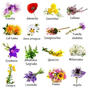 Può includere: Un'immagine che mostra vari fiori, ciascuno etichettato con il suo nome. L'immagine include un papavero rosso, fiori gialli e bianchi, fiori viola e un bouquet di fiori misti in un cestino, il tutto su sfondo bianco.