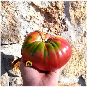Peut inclure: Une grosse tomate ancienne mûre, avec un mélange vibrant de rouge, de vert et d'orange. La tomate est tenue dans une main, mettant en valeur sa taille et ses motifs de couleurs uniques. Le fond est un mur de pierre texturé.