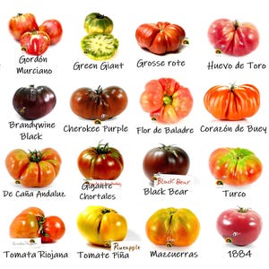 Op de afbeelding: Een verzameling van verschillende tomatenrassen, elk met een unieke vorm en kleur. De afbeelding toont tomaten met de labels "Gordón Murciano", "Green Giant", "Grosse rote", "Huevo de Toro", "Brandywine Black" en meer. De tomaten variëren van rood tot groen en geel.
