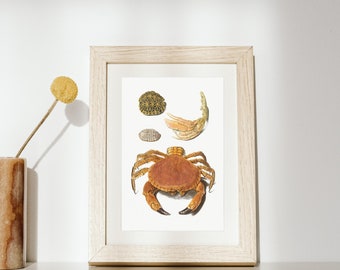 Crab and Turtle Shells Print by Johann Gustav Hoch (Digital Download)