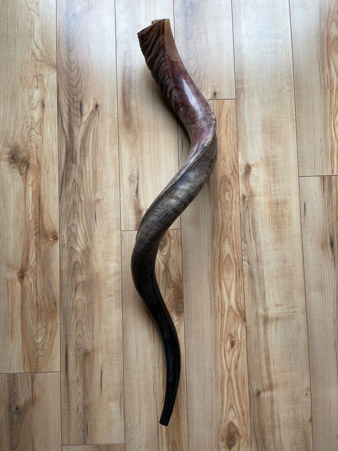 Natural Jumbo Shofar From Israel 32 Inch Etsy