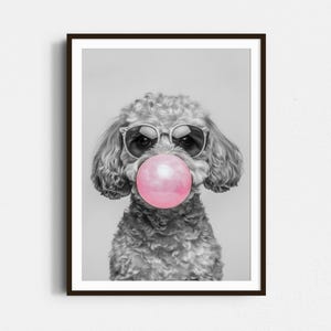 May include: A black and white photo of a poodle wearing sunglasses and blowing a pink bubble. The dog is looking directly at the camera.