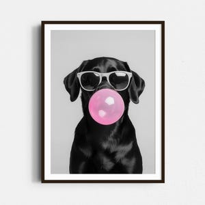 May include: A black Labrador Retriever wearing sunglasses and blowing a pink bubble. The dog is looking directly at the camera.