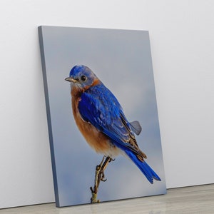 Eastern Bluebird on a Snowy Day - Photographic Gift for Bluebird Lovers Wildlife Art Print Framed Canvas Metal Acrylic