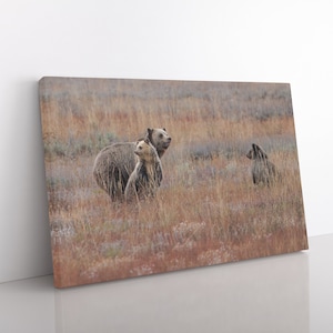 Grizzlybär Mama und Junge | Grand Teton National Park Grizzly Bären in der Natur Fine Art Wildlife Fotografie Tier Wandkunst