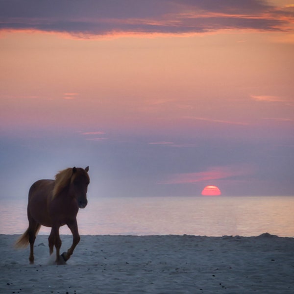 Wild Horse on Beach Assateague Island Gifts-Photography Horse Art-for Walls Gift-For Horse Lover Wallart-Sunrise Horse Art-for Decorating