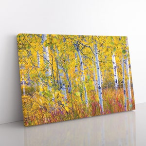 Colorado Aspens in autunno - Decorazione da parete fotografica regalo Crested Butte Co - Scegli carta per belle arti, con cornice, tela, trittico, metallo, acrilico