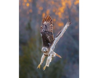Jumping Red-tailed Hawk | Unique Nature Wall Art Bird Lovers Gift, Available in Fine Art Paper Canvas Metal Acrylic