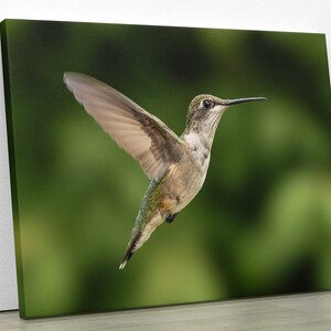 Bellissimo colibrì che volteggia / Regali per colibrì Stampa artistica speciale per uccelli Regalo per amanti della natura, scegli carta per belle arti, tela, metallo, acrilico
