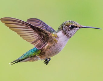 Ruby-throated Hummingbird Print - Hummingbird Gift- Hummingbird Photography - Canvas Metal  Fine Art Decorative for Office Home Wall Décor