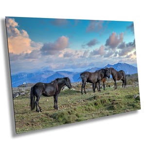 Cavalli in Islanda Stampa artistica / Disponibile senza cornice o con cornice, carta pregiata, tela, acrilico, metallo, diverse dimensioni, spedizione gratuita