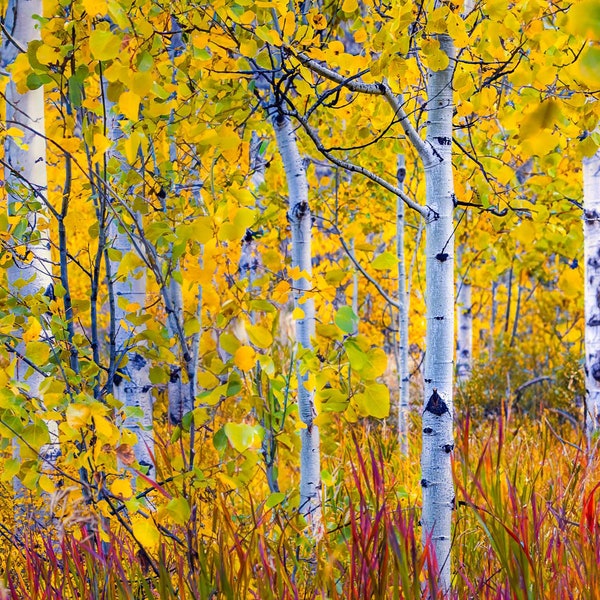 Colorado Aspens in Fall - Crested Butte Co Wall Decor Photographic Gift - Choose Fine Art Paper, Framed, Canvas, Triptych, Metal, Acrylic