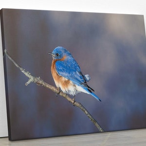 Eastern Bluebird on Branch in Winter | Bird Lovers Photographic Gift, Bluebirds Wildlife Fine Art Print Choose Paper Canvas Metal Acrylic