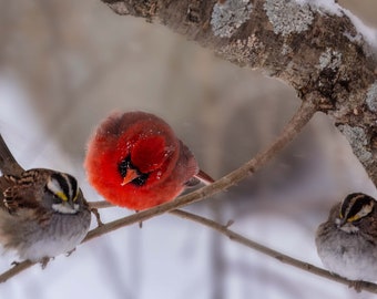 Northern Cardinal and Sparrows in Winter - Bird Gifts Northern Cardinal Art Print Nature Lovers Bird Photography Wall Art