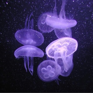May include: A cluster of translucent, lavender jellyfish against a dark background. The jellyfish have bell-shaped bodies and trailing tentacles, with a few small particles scattered around them. The image has a soft, ethereal quality.