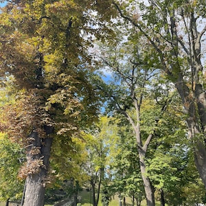 May include: A park scene with trees and a grassy area. The trees have green and yellow leaves, and the sky is visible through the branches. A pathway and steps lead up a small hill.