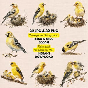 Aquarell Stieglitz Mutter Spinus Tristis Nestlinge Jungtiere Clipart PNG Bundle Digital Download Hochzeit Einladung Karte Journal