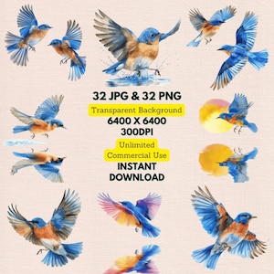 Acuarela Azulejo Occidental Sialia Mexicana Zorzal Volando Clipart PNG Paquete Uso Comercial Descarga Digital Invitación de Boda Revista Basura