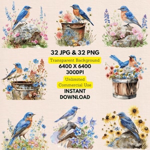 Acuarela Azulejo Occidental Sialia Mexicana Zorzal Flor Silvestre Clipart PNG Paquete Uso Comercial Descarga Digital Invitaciones de Boda Diario