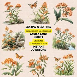 Acuarela Mariposa Algodoncillo Asclepias Tuberosa Chiggerweed Clipart PNG Descarga, Uso Comercial Ilimitado, Invitaciones de Boda, Diario