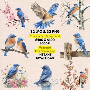 Acuarela Azulejo Occidental Sialia Mexicana Zorzal Clipart PNG Paquete Uso Comercial Descarga Digital Tarjetas de Invitación de Boda Revista Basura