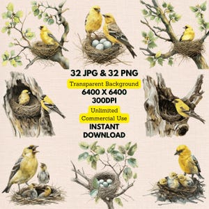 Watercolor American Goldfinch Mother Spinus Tristis Nest Eggs Clipart PNG Bundle Digital Download Wedding Invitations Greeting Cards Journal
