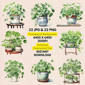 Planta de dinheiro chinesa Pilea Peperomioides Clipart de aquarela PNG JPG Pacote Download digital instantâneo Uso comercial ilimitado Papel artesanal