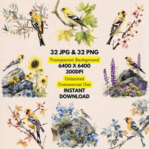 Watercolor American Goldfinch Spinus Tristis Clipart PNG Bundle Commercial Digital Download Wedding Invitations Greeting Cards Junk Journal