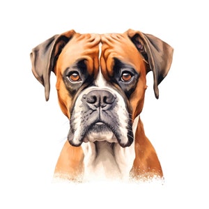 Boxer Dog Watercolor Clipart - 4 High Quality PNGs- Digital Download - Card Making, Clip Art, Digital Paper Craft