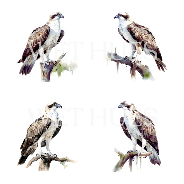 Watercolor Osprey, Digital Downloads, Osprey Clipart, Osprey PNG, Osprey wall art, Osprey prints, Sublimation