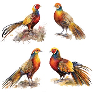 Pheasant Watercolor Illustrations | Watercolour Clipart | 300 DPI PNG and JPE | Commercial use | Sublimation, Nursery Decor, Prints