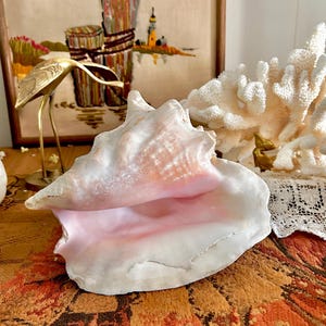 May include: A large queen conch shell featuring a smooth, pale pink interior and a textured, off-white exterior with natural ridges. The shell has a wide, flared opening and a spiral structure, showcasing organic curves and subtle color gradients.