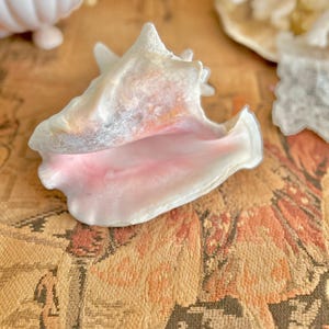 May include: A large conch shell with a smooth, pearlescent exterior featuring shades of white, cream, and soft orange. The interior of the shell displays a vibrant, polished pink hue, with a flared, wavy lip and a pointed, textured spiral top.
