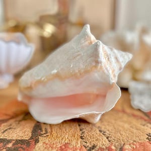 May include: A large conch shell featuring a textured, off-white exterior with subtle peach and tan highlights. The interior of the shell reveals a smooth, polished surface with a soft, pale pink hue, showcasing its natural spiral structure.