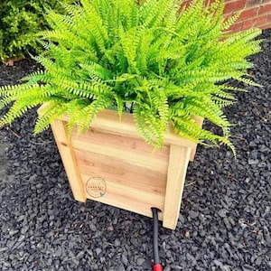 May include: A wooden planter box filled with vibrant green ferns. The box is made of light-colored wood and has a square shape. A black hose with a red handle extends from the bottom. The planter sits on dark gray gravel.