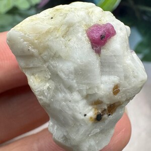 May include: A raw, unpolished mineral specimen featuring a large, opaque white crystalline base with a prominent, vibrant magenta-pink crystal inclusion embedded near the top and smaller brownish-yellow mineral deposits near the bottom edge.
